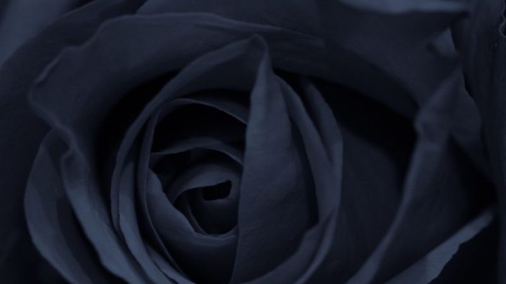 Unsere TOP 7 Schwarze Blumen: Mystische Schönheiten Für Den Garten!