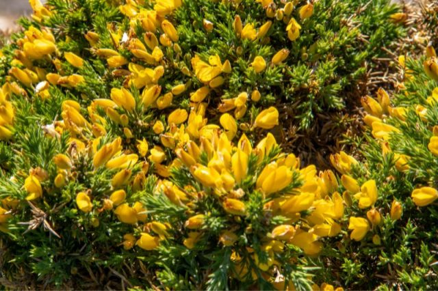 Strauch Mit Gelben Blüten Für Mehr Farbenfreude Im Heimischen Garten