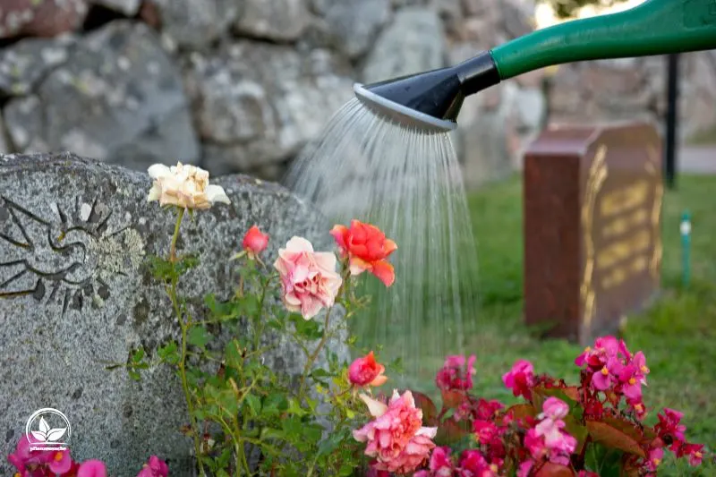 Welche-Friedhofs-Blumen-brauchen-wenig-Wasser_