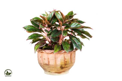 Die Schöne Blattschmuckpflanze Kolbenfaden (Aglaonema Commutatum)