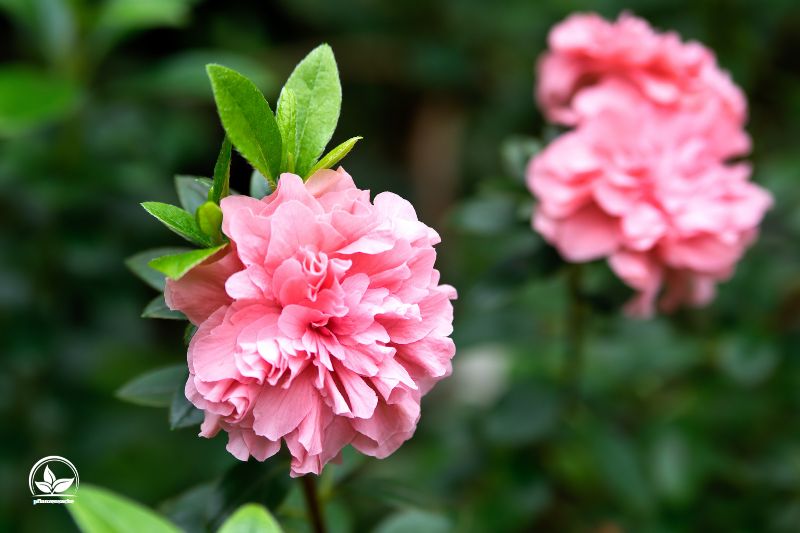 Zimmerazalee-rosa-Rhododendron-simsii