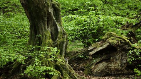 Alte-Hainbuchen-im-Reinhardswald-