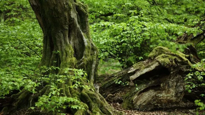Die Hainbuchen Bäume (Carpinus Betulus): Merkmale, Pflege, Pflanzung