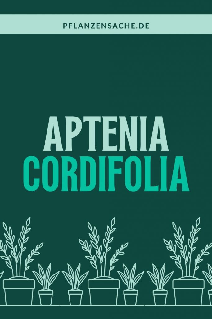 Aptenia Cordifolia 1