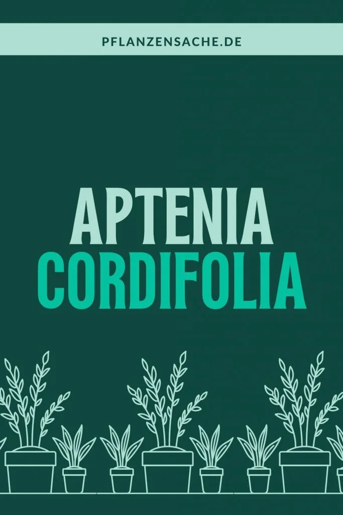 Aptenia Cordifolia 1