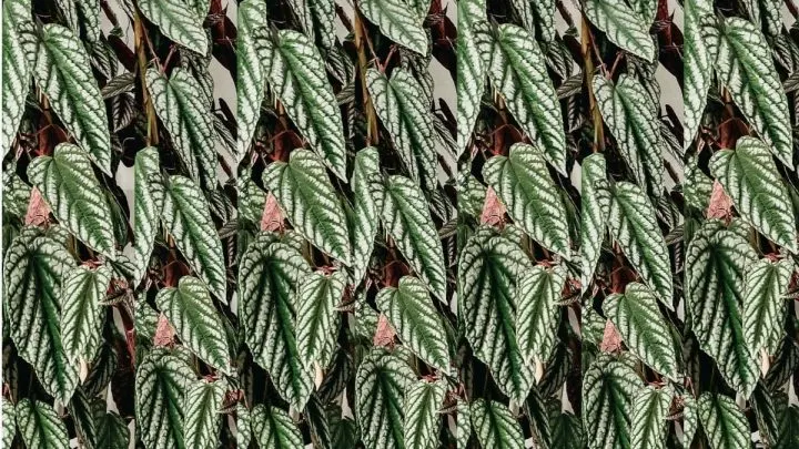 Cissus Discolor (Begonien-Klimme) Die Außergewöhnliche Blattschönheit