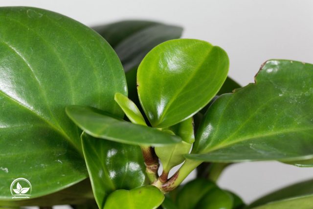 Peperomia Pixie Der Fleischige Zwergpfeffer Mit Den Bunten Blättern!