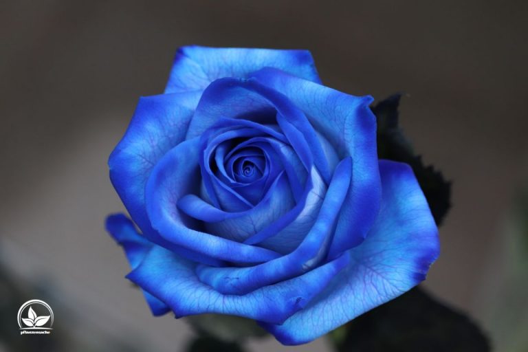 Wunderschöne Was Bedeutet Blaue Rose Fotos