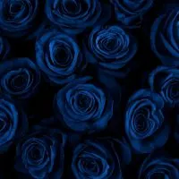 Blaue-Rosen-Bedeutung_-Welche-Symbolik-Tragt-Die-Blaue-Farbe