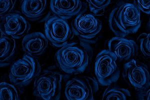 Blaue-Rosen-Bedeutung_-Welche-Symbolik-Tragt-Die-Blaue-Farbe