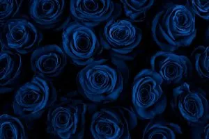 Blaue-Rosen-Bedeutung_-Welche-Symbolik-Tragt-Die-Blaue-Farbe