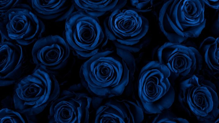 Blaue Rosen Bedeutung: Welche Symbolik Trägt Die Blaue Farbe?