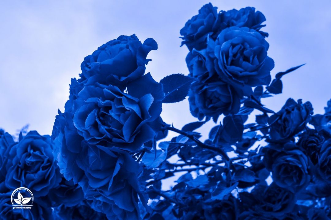 Blaue Rosen Bedeutung: Welche Symbolik Trägt Die Blaue Farbe