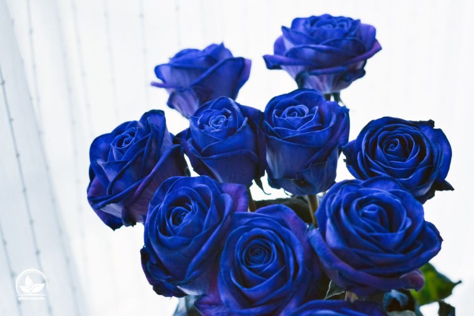 Blaue Rosen Bedeutung Welche Symbolik Trägt Die Blaue Farbe