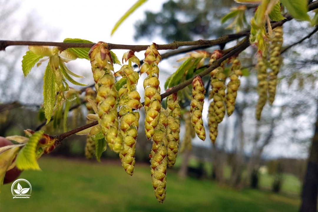 Die Hainbuchen Bäume (Carpinus Betulus) Merkmale, Pflege, Pflanzung