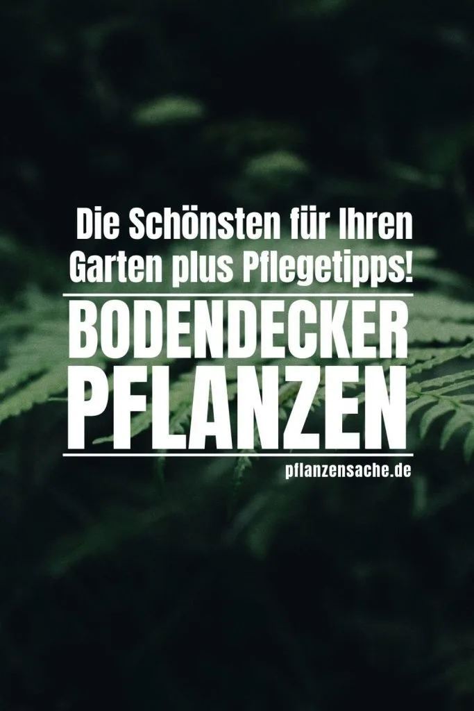 Bodendecker-Pflanzen-1