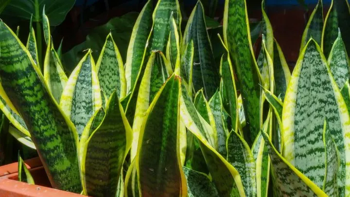 Bogenhanf – Sansevieria Pflege Und Eigenschaften Im Überblick!