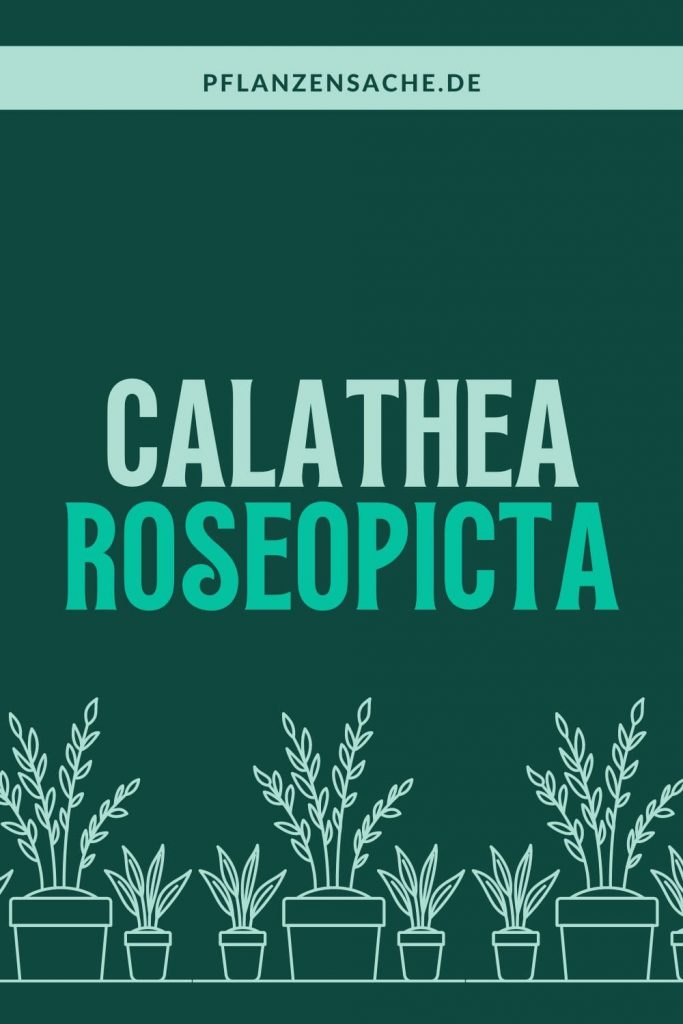 Calathea Roseopicta 1