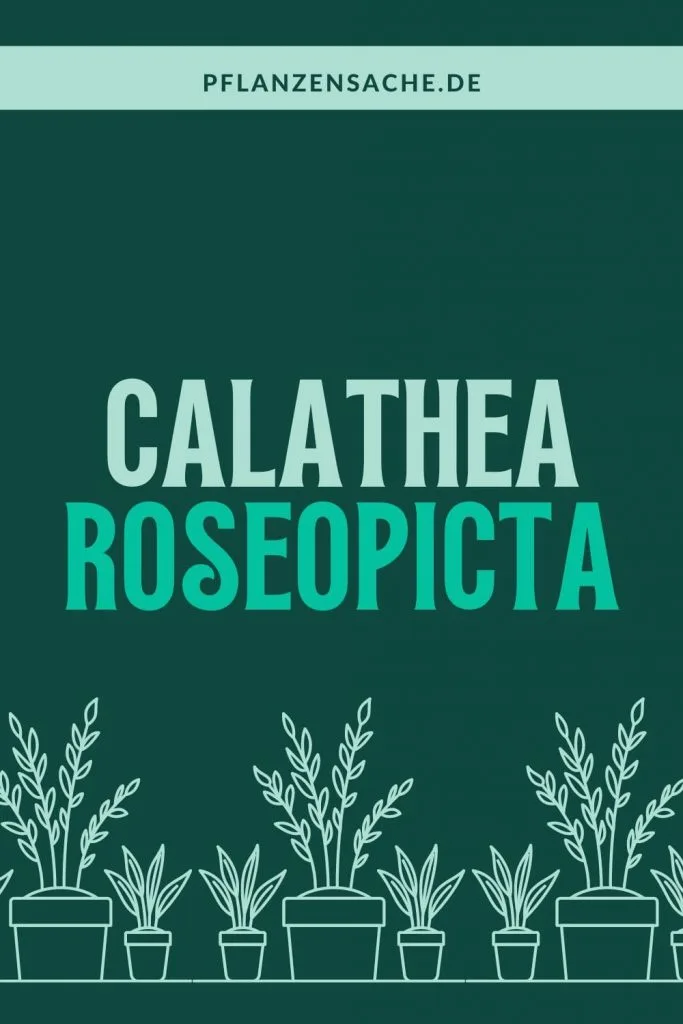 Calathea Roseopicta 1