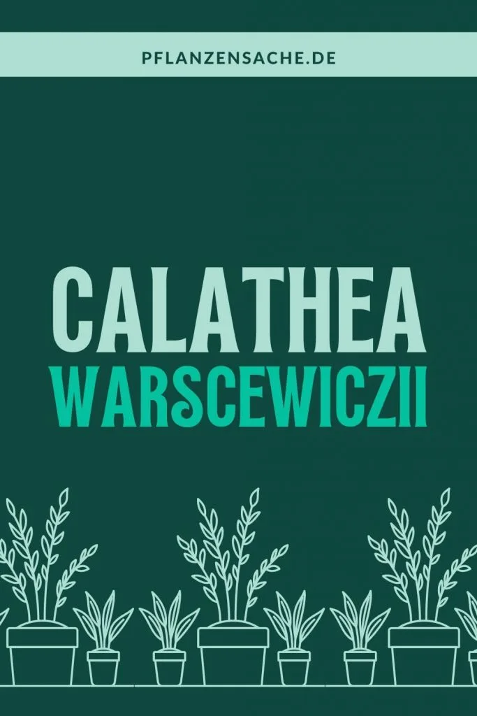 Calathea Warscewiczii 1