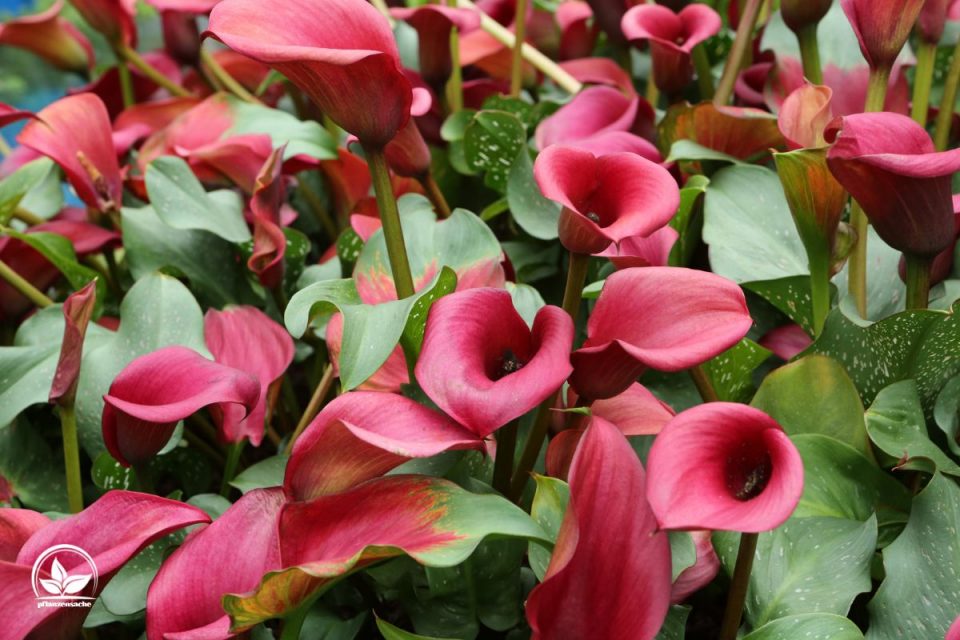 10 Rote Blumen Für Den Garten Die Farbe Der Liebe In Den Blütenblättern!