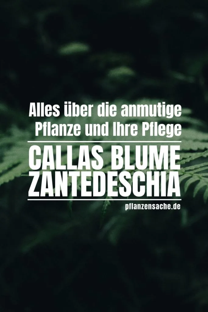 Callas-Blume-1