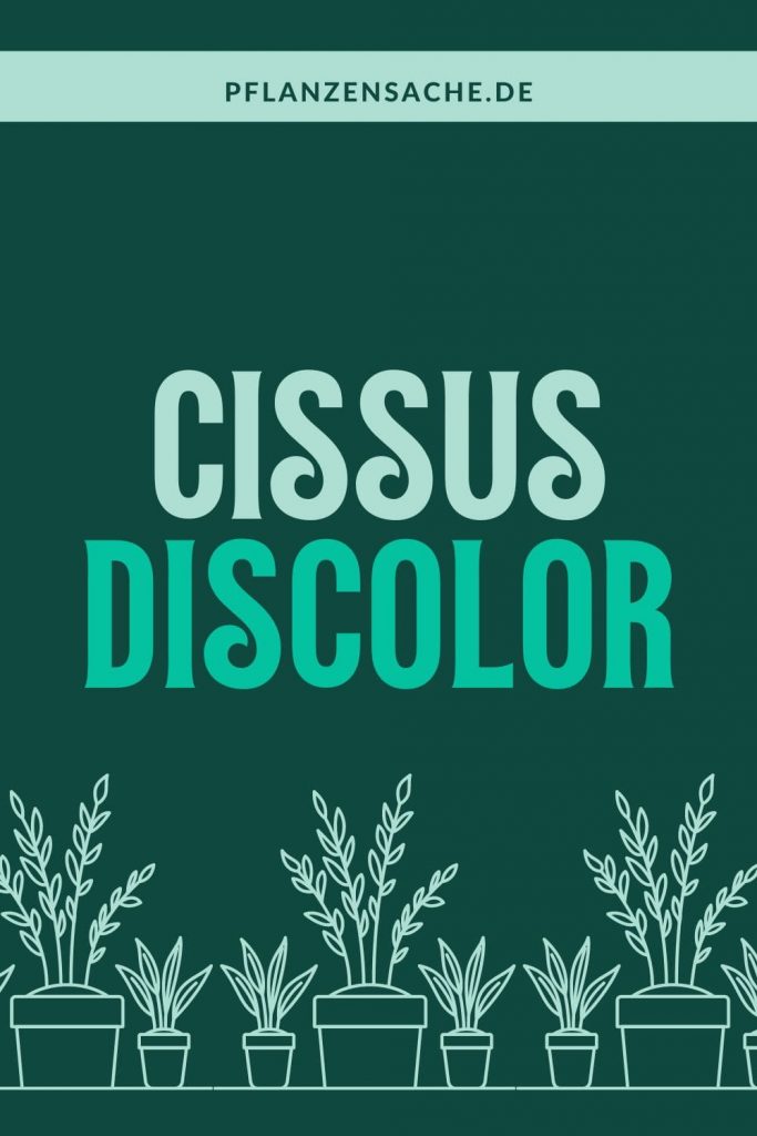 Cissus Discolor 1