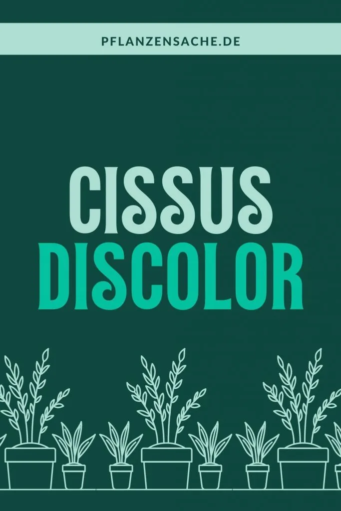 Cissus Discolor 1
