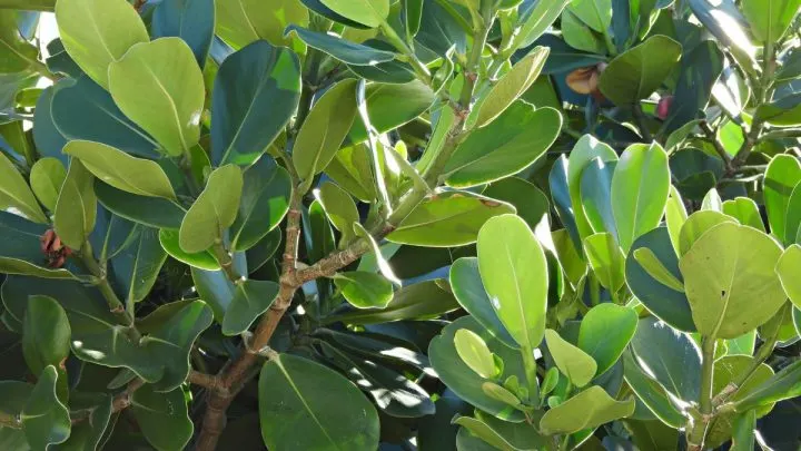 Clusia (Der Balsamapfel): Die Immergrüne Schönheit Aus Der Karibik!