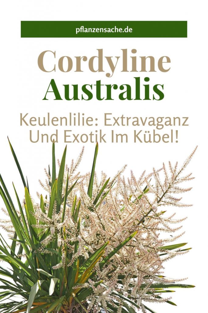 Cordyline Australis 4