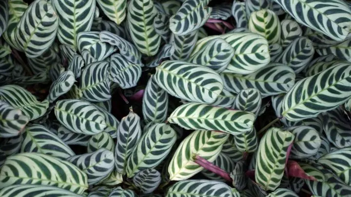 Ctenanthe Burle Marxii: Korbmarante Mit Einmaligem Fischgrätenmuster!