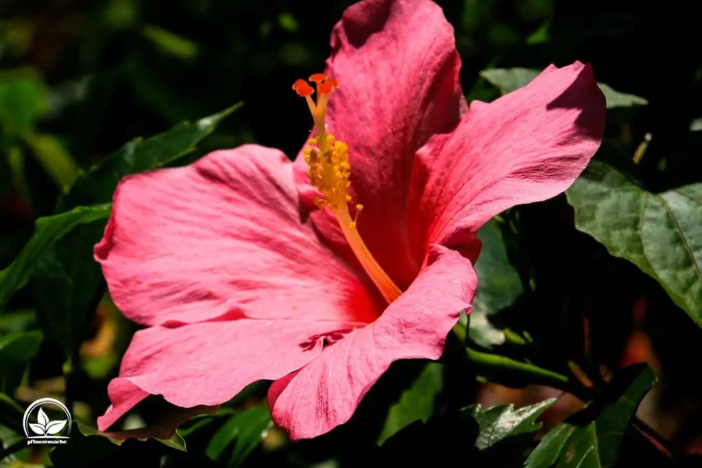 Der-Roseneibisch-Hibiscus-Rosa-Sinensis