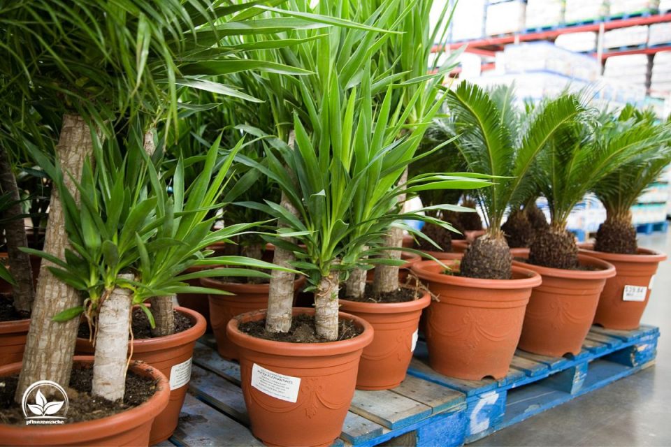 Yucca Palme Pflege So Pflegen Sie Die Tropische Zimmerpflanze Richtig