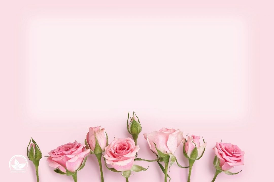 Pinke Rose Bedeutung
