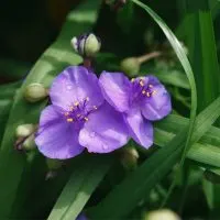 Die-Dreimasterblume-Tradescantia_-Merkmale-Pflege-Und-TOP-3-Sorten