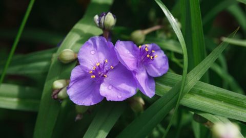 Die-Dreimasterblume-Tradescantia_-Merkmale-Pflege-Und-TOP-3-Sorten