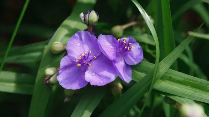 Die Dreimasterblume (Tradescantia): Merkmale, Pflege Und TOP 3 Sorten!