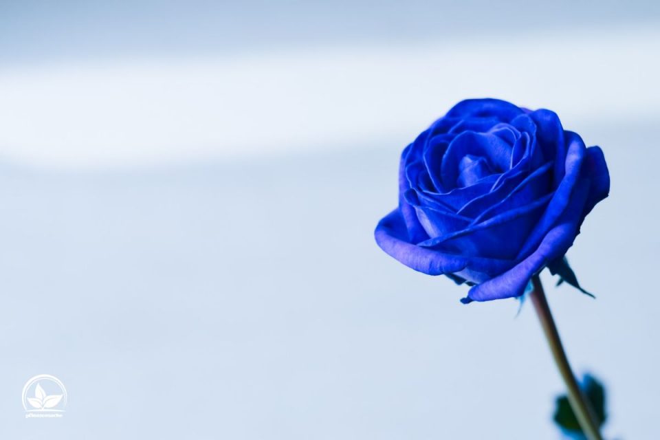 Blaue Rosen Bedeutung Welche Symbolik Trägt Die Blaue Farbe? Pflanzensache
