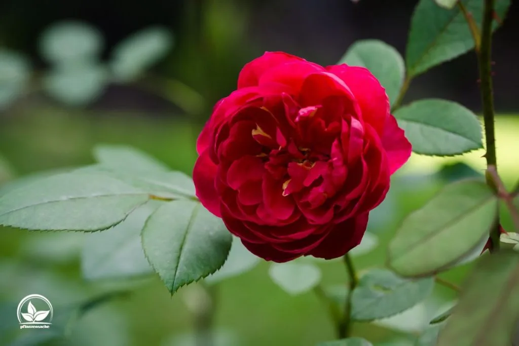 Die-Konigin-der-roten-Blumen_-Die-rote-Rose-Rosa