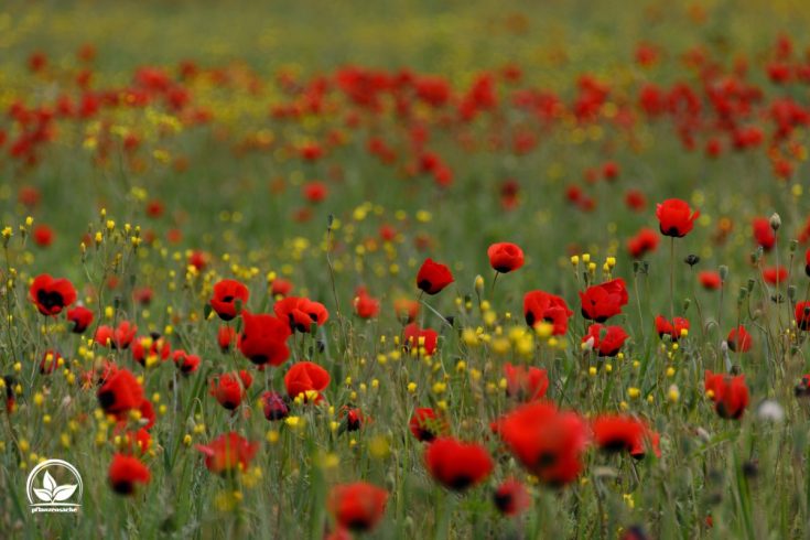 Mohnblume Bedeutung Und Symbolik Einer Zeitlosen Schönheit