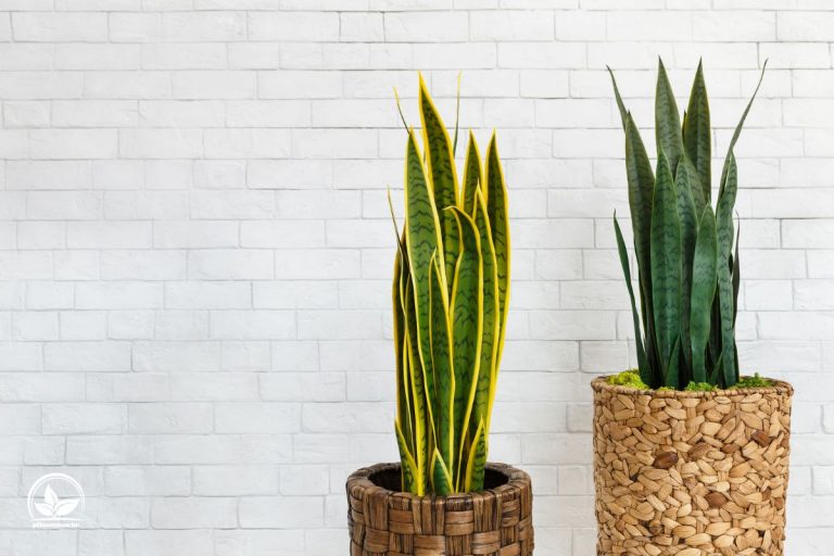Bogenhanf Sansevieria Pflege Und Eigenschaften Im Überblick
