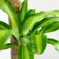 Dracaena-Massangeana_-Der-Zimmerpflanzen-Klassiker-Mit-Susem-Duft