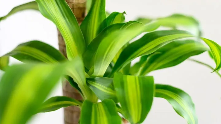 Dracaena Massangeana: Der Zimmerpflanzen Klassiker Mit Süßem Duft