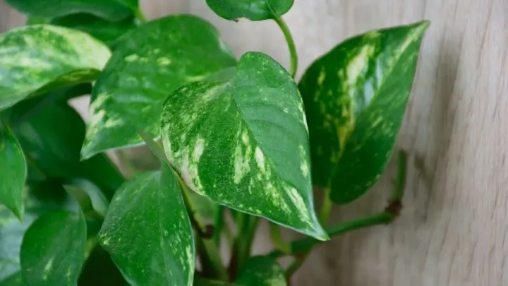 Efeutute (Epipremnum Pinnatum): Pflegetipps Und Die Schönsten Sorten!