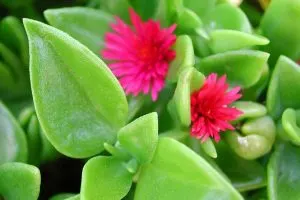 Eiskraut-Aptenia-Cordifolia_-Beschreibung-Pflanzung-und-Pflege