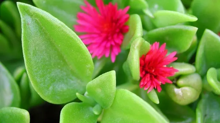 Eiskraut (Aptenia Cordifolia): Beschreibung, Pflanzung und Pflege!