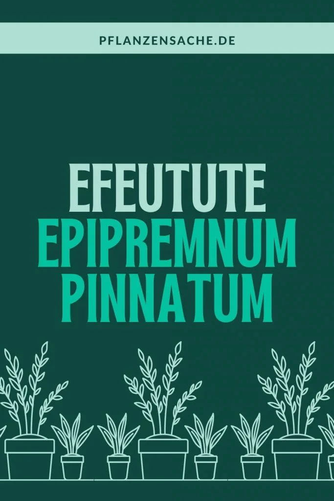 Epipremnum Pinnatum 1