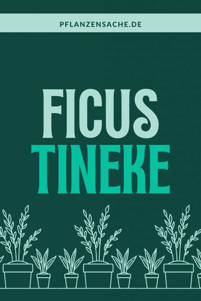 Ficus Tineke 1