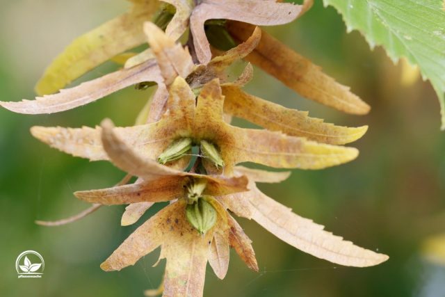 Die Hainbuchen Bäume (Carpinus Betulus) Merkmale, Pflege, Pflanzung