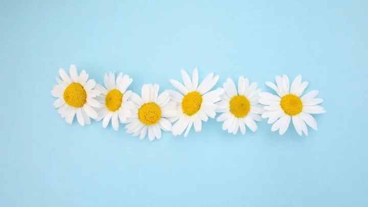 Gänseblümchen Bedeutung Im Leben, Liebe Und Gesundheit!